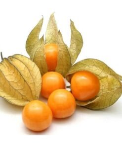 Fresh Cape Gooseberry